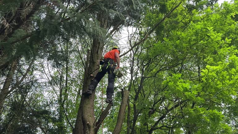 Best Tree Disease Treatment  in San Antonio, FL